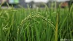 Lahan Sawah Semakin Menyusut di Jakarta