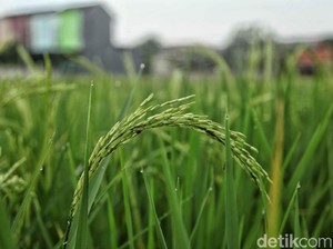 Sektor Pangan Nasional dalam Catatan BPS