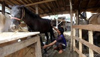 Kuda-kuda ini selalu dimandikan setiap hari.