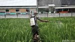 Lahan Sawah Semakin Menyusut di Jakarta