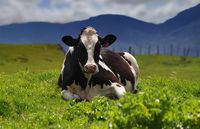 Pabrik Susu Ramah Lingkungan Ini Beroperasi dari Kotoran Sapi