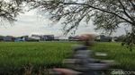 Lahan Sawah Semakin Menyusut di Jakarta