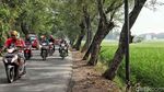 Lahan Sawah Semakin Menyusut di Jakarta