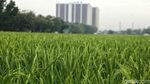 Lahan Sawah Semakin Menyusut di Jakarta