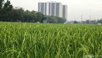 Semakin hari semakin sulit untuk melihat lahan hijau di wilayah DKI Jakarta.