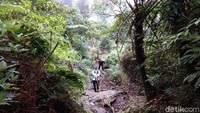 Di beberapa titik, jalan setapak pendaki pun bersimpangan dengan lintasan jelajah macan tutul. Bagi pendaki, ada dua alternatif jalur resmi yang bisa dilalui, yakni melewati Cidahu di Sukabumi dan Pasir Reungit di Bogor (Muhammad Idris/detikTravel)