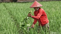 Menurut petani setempat area persawahan di Jakarta Utara diurus oleh tujuk kelompok tani berbeda.