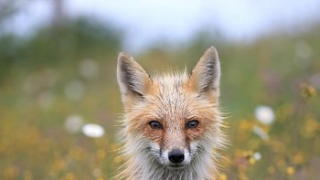 Juara kategori People Choice Awards Megan Lorenz, Etobicoke, Ontario, Kanada. Foto: Nature Conservancy 2018