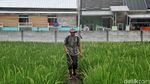Lahan Sawah Semakin Menyusut di Jakarta