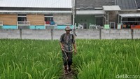 Semakin menyusutnya lahan hijau di Jakarta tentunya semakin menyempitkan ruang gerak dan kerja para petani. Rencana pengembangan area terbuka hijau itu untuk pembuatan area tempat tinggal tak hanya mengganggu aktivitas ekonomi tetapi juga akan mempengaruhi pemenuhan kebutuhan pangan DKI Jakarta.