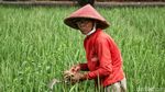Lahan Sawah Semakin Menyusut di Jakarta