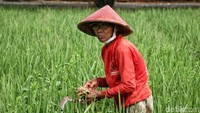 Salah seorang petani sedang bertani di area persawahan di Rorotan, Jakarta Utara.