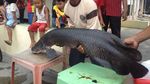 Penampakan Arapaima, Predator yang Meneror Ikan di Sungai Brantas