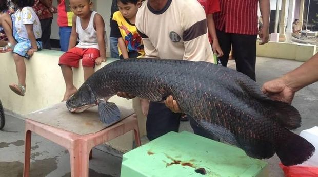 Ikan Arapaima yang ditangkap di Sungai Brantas. 