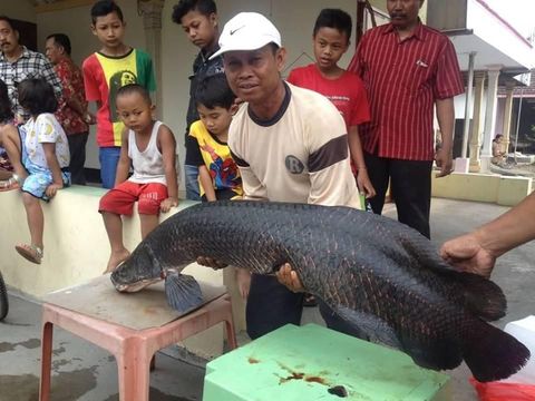 Ikan Arapaima di Sungai Brantas