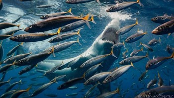 Juara di kategori Wildlife diraih Roberto Moccini Formiga, Rio de Janeiro, Brasil. Foto: Nature Conservancy 2018