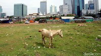 Seekor kuda terlihat merumput di kawasan Jakarta, Selasa (26/8/2018).