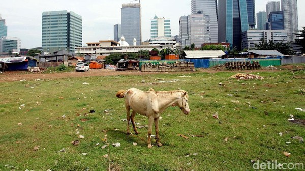Melihat Perawatan Kuda Delman di Jakarta