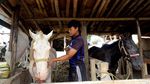 Melihat Perawatan Kuda Delman di Jakarta