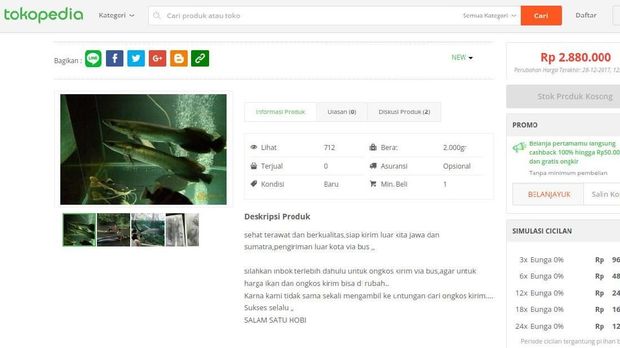 Ikan Arapaima dijual di Tokopedia. 