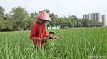 Lahan Sawah Semakin Menyusut di Jakarta