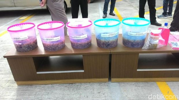 Polisi Ungkap Penyelundupan Lobster yang Libatkan Petugas Maskapai