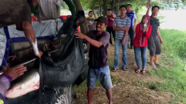 Apa Motif Pemilik Lepas Ikan Arapaima ke Sungai Brantas?