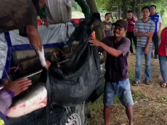 Ikan Arapaima di Sungai Brantas Ikan Arapaima di Sungai Brantas