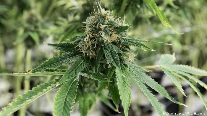 ganja