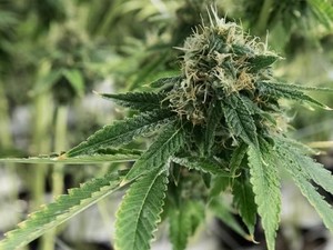 Nyeleneh, Penjual Ganja Tawarkan Drive Thru Demi Cegah Corona