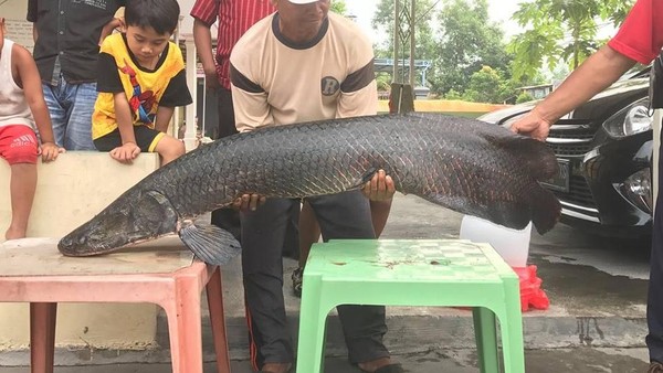 Penampakan Arapaima, Predator yang Meneror Ikan di Sungai Brantas