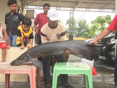 Penampakan Arapaima, Predator yang Meneror Ikan di Sungai Brantas