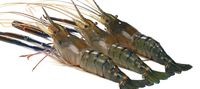 Ini Cara Mudah Untuk Mengupas Kulit Udang Segar dan Rebus
