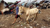 Kuda ini mendapatkan perawatan setiap hari oleh para pemiliknya.