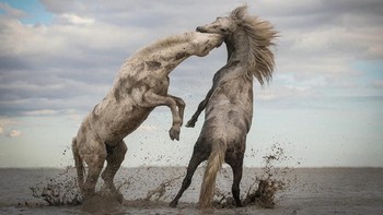 Grand Prize diraih oleh Camille Briottet dari Lyon, France lewat karya berjudul The power of the animal kingdom. Foto: Nature Conservancy 2018