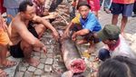 Penampakan Arapaima, Predator yang Meneror Ikan di Sungai Brantas