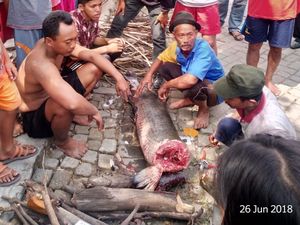 Ganggu Habitat Sungai, Arapaima yang Pernah Geger di Jatim Dimusnahkan