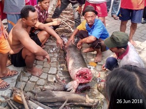Ganggu Habitat Sungai, Arapaima yang Pernah Geger di Jatim Dimusnahkan