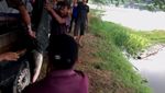Detik-detik Ikan Arapaima Predator Dilepas ke Sungai Brantas