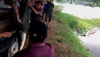 Sejauh yang dia lihat langsung, lanjut Baihaqi, pelepasan ikan Arapaima dilakukan dua kali. Pelepasan pertama dilakukan sekitar pukul 11.00 WIB. Pelepasan ini setidaknya melibatkan 8 orang pria.   “Pelepasan pertama 4 ikan, diangkat dari pikap menggunakan jaring. Setiap ikan diangkat oleh dua orang,” ujarnya.  