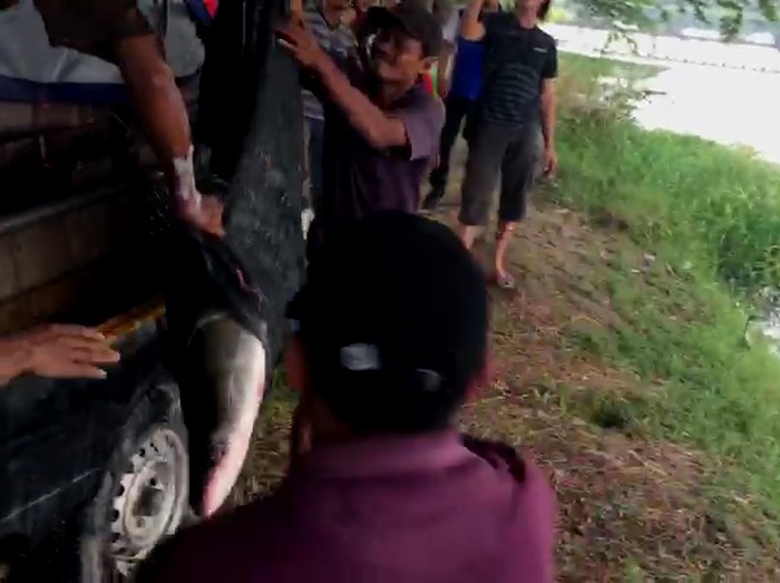 Ikan Arapaima di Sungai Brantas Ikan Arapaima di Sungai Brantas