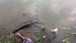 Detik-detik Ikan Arapaima Predator Dilepas ke Sungai Brantas