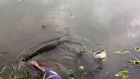 Saat ikan-ikan Arapaima itu dilepaskan, menurut Baihaqi, tak sampai 10 orang warga sekitar yang menyaksikan. Tak seorang pun dari warga yang berusaha menangkap ikan air tawar terbesar di dunia asal perairan Amerika Selatan tersebut.  