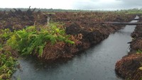 Lokasi perkebunan sawit PT Kallista Alam ini terletak di Kecamatan Darul Makmur, Nagan Raya, Aceh. Untuk masuk ke sana, harus melewati pos pemeriksaan. Butuh waktu satu harian dari Banda Aceh menunju ke lokasi.