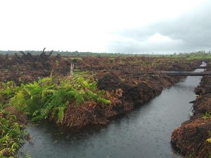 Menyusuri Lahan Kallista, Pembakar Hutan yang Didenda Rp 366 M