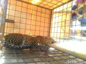 Macan Turun Gunung Mangsa Ternak, Warga Lumbung Ciamis Resah