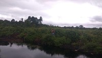 Di lahan 1.600 hektare tersebut, kini tiga blok sudah terdapat pohon-pohon sawit. 