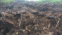 Untuk menuju ke lahan seluas 1.600 hektare, harus berjalan kaki sekitar 20 menit. Jalan ke sana juga muat ukuran satu mobil. Namun karena kontur tanah yang lembek, dikhawirkan mobil tidak lewat ke sana.