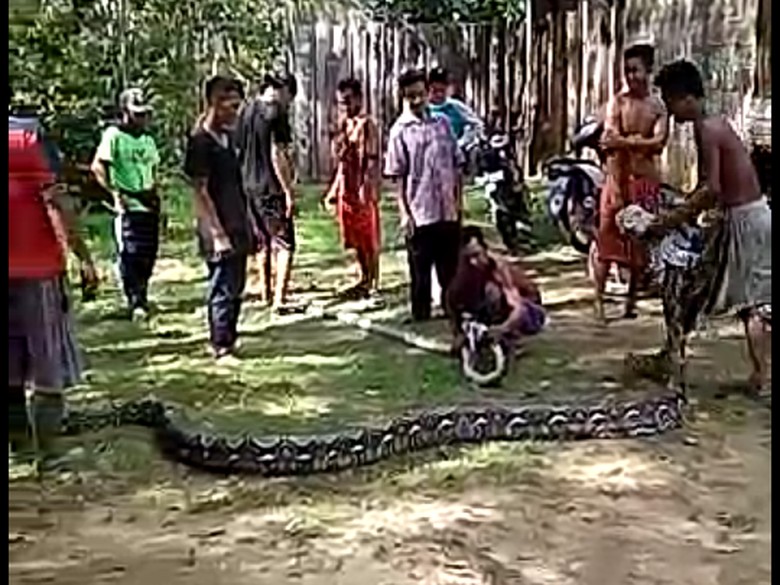 Warga Jambi Tangkap 2 Ekor Ular Sanca Warga Jambi Tangkap 2 Ekor Ular Sanca