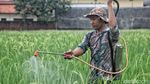 Lahan Sawah Semakin Menyusut di Jakarta